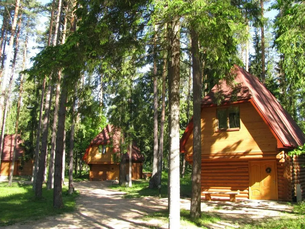 Wooden cabins among pine trees